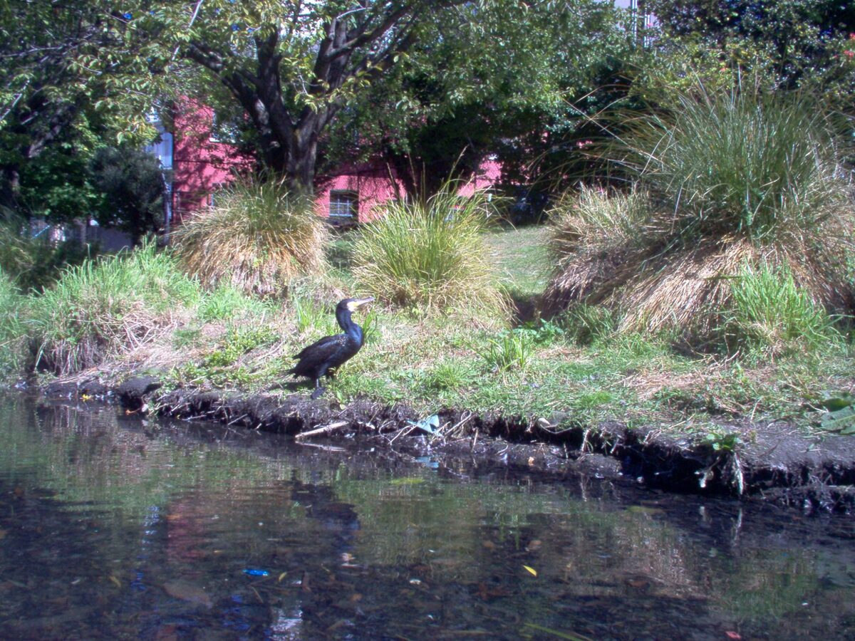 A shag bird on the banks of the Avon River in central Christchurch New Zealand