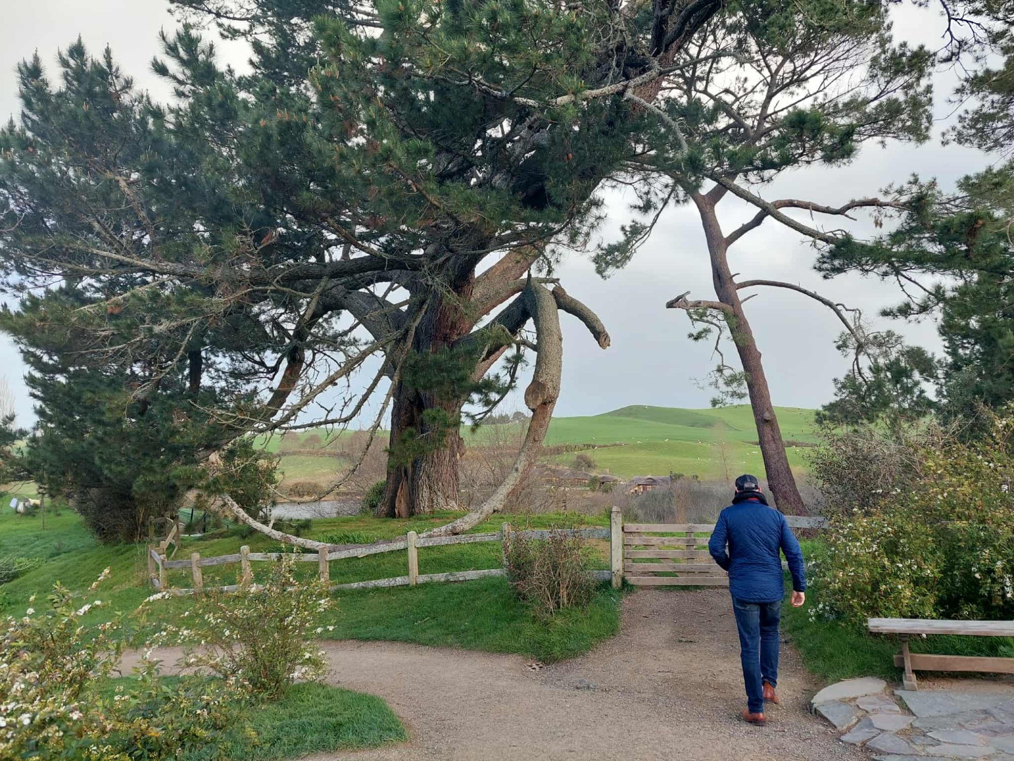 Walking path through Hobbiton Movie Set with mature trees and rolling green Waikato farmland beyond