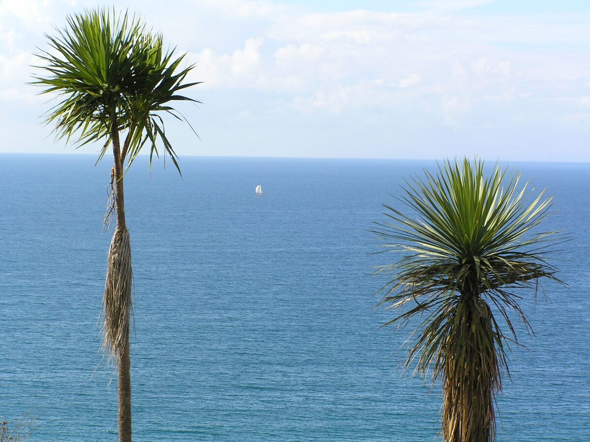 Sailboat between cabbage trees Northland coast New Zealand