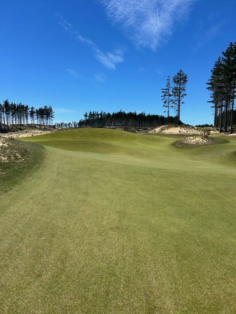 Fairway at Te Arai North Course with pine trees and dune bunkers Northland New Zealand