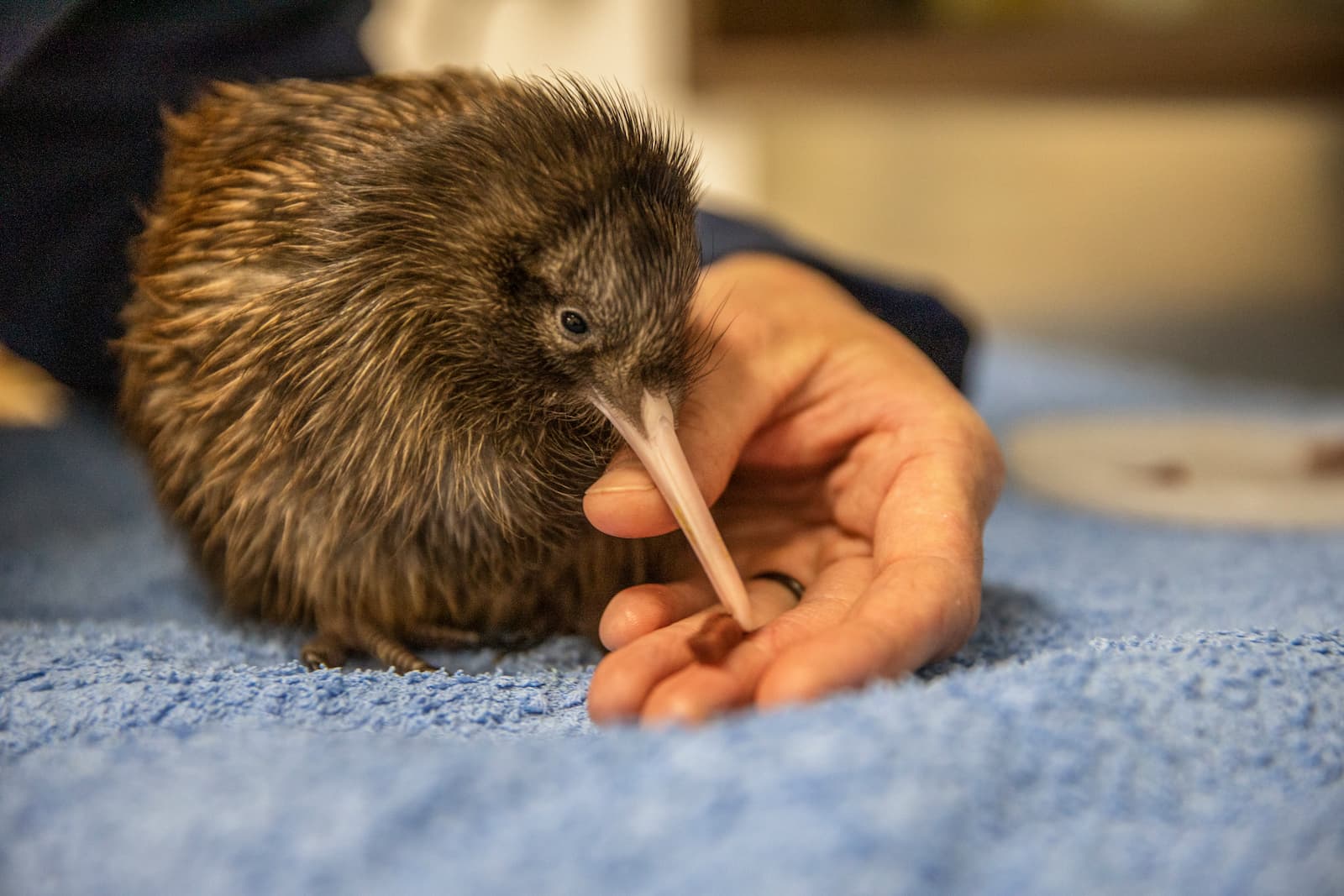 Baby kiwi chick being hand-fed at Pukaha Mount Bruce wildlife centre Wairarapa